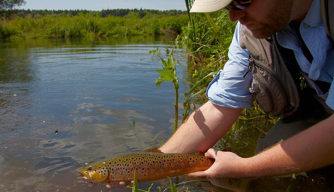 JT releasing a brownie in the river, keeping the fish wet