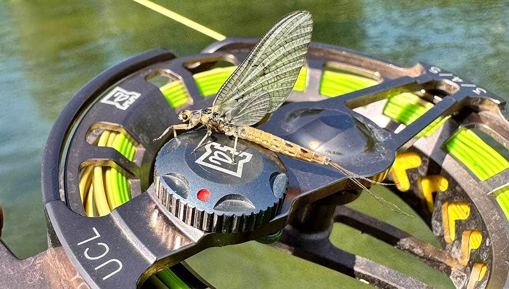 The Magical Mayfly Mayfly landed on a Hardy UCL fly reel in the middle of a chalkstream river on a sunny spring day