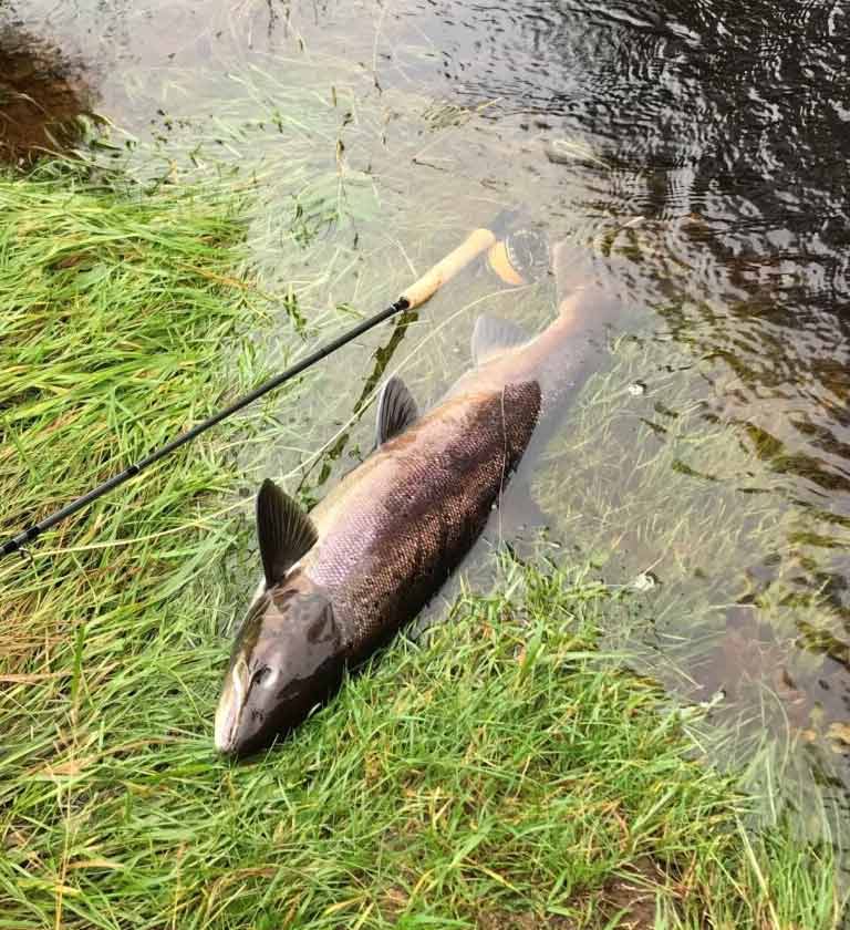 My second fish, from the same pool as my first My second fish, from the same pool as my first