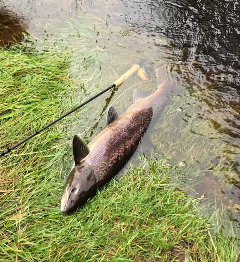 My second fish, from the same pool as my first